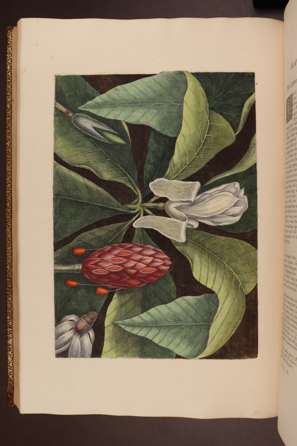 Plate  61